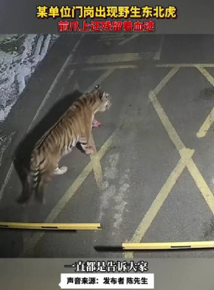 吉林某单位门岗出现野生东北虎：前爪上还残留着血迹 ！
