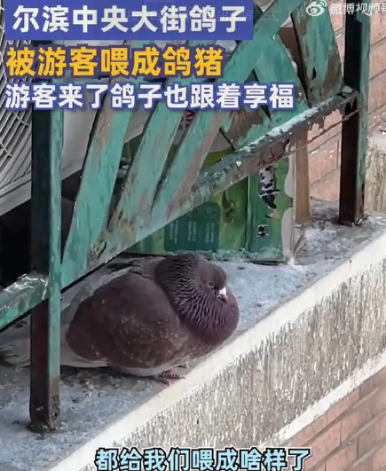 尔滨中央大街鸽子被游客喂成鸽猪！网友：没放大前以为是走地鸡！